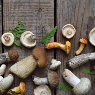 Frische Pilze Frische Pilze