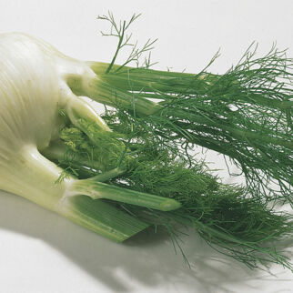 Fenchel Fenchel