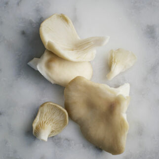 Austernpilze Austernpilze