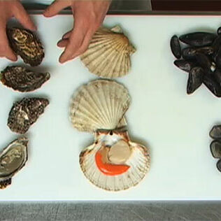 Muschelsorten auf einen Blick Muschelsorten auf einen Blick