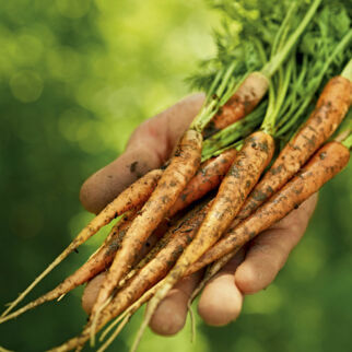Unterschied Möhren Karotten Unterschied Möhren Karotten