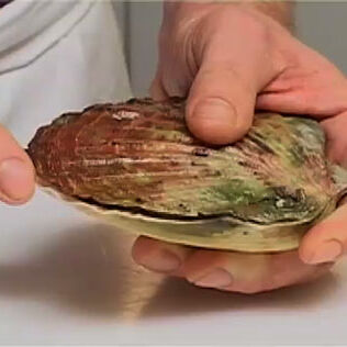 Jakobsmuscheln einfach und richtig verarbeiten Jakobsmuscheln einfach und richtig verarbeiten