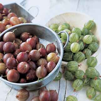 rote und grüne Stachelbeeren  Stachelbeeren Unterseite Rezepte Warenkunde