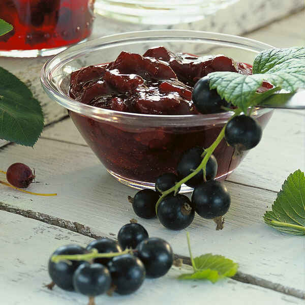 Schwarze Johannisbeeren - kalt gerührt Rezept | Küchengötter