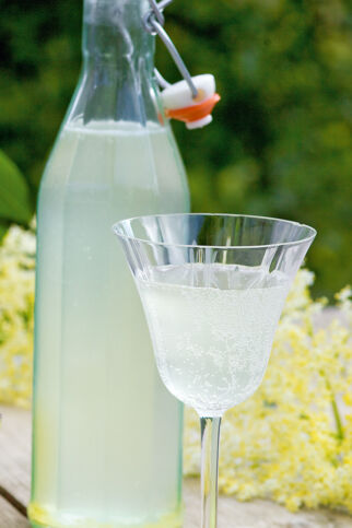 Holunderblüten-»Sekt« Holunderblüten-»Sekt«