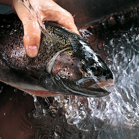 Ganzer Fisch im Salzmantel Ganzer Fisch im Salzmantel