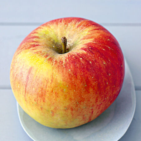 Matjes Hausfrauenart Matjes Hausfrauenart