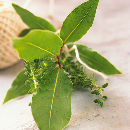 Bœuf bourguignon mit Thymian Bœuf bourguignon mit Thymian