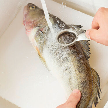 Gebackene Zanderfilets Gebackene Zanderfilets