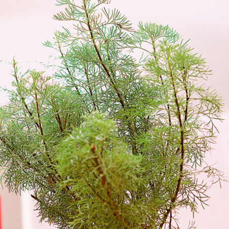 Fisch-Borschtsch Fisch-Borschtsch