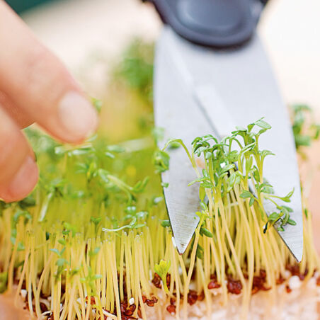 Rote-Bete-Creme mit Ingwer Rote-Bete-Creme mit Ingwer