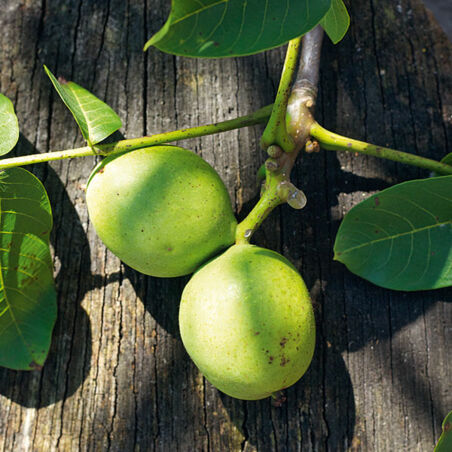 Schwarze Nüsse Schwarze Nüsse