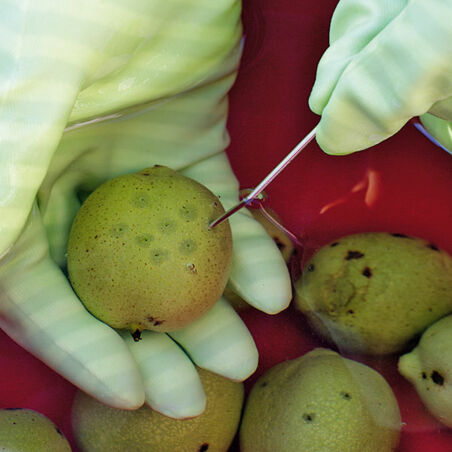 Schwarze Nüsse Schwarze Nüsse