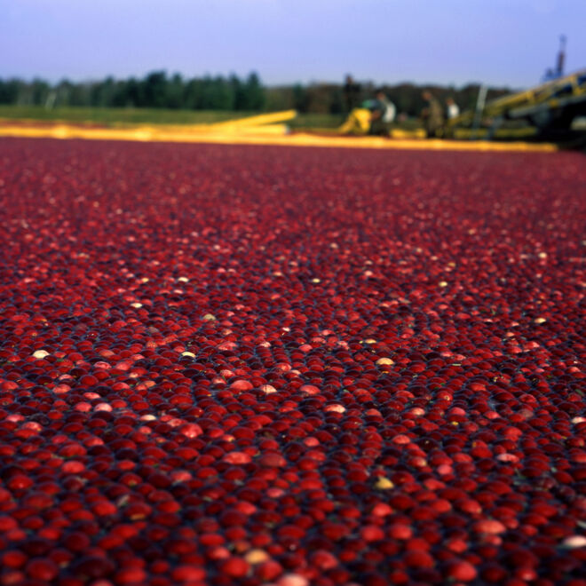 Cranberries Geschichte und Anbau Cranberries Geschichte und Anbau