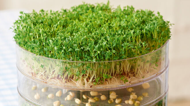 Sprossen selber ziehen Sprossen selber ziehen