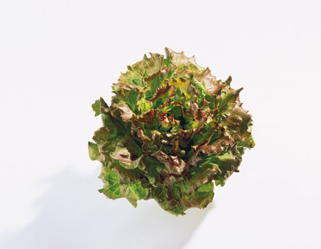 Bataviasalat Bataviasalat