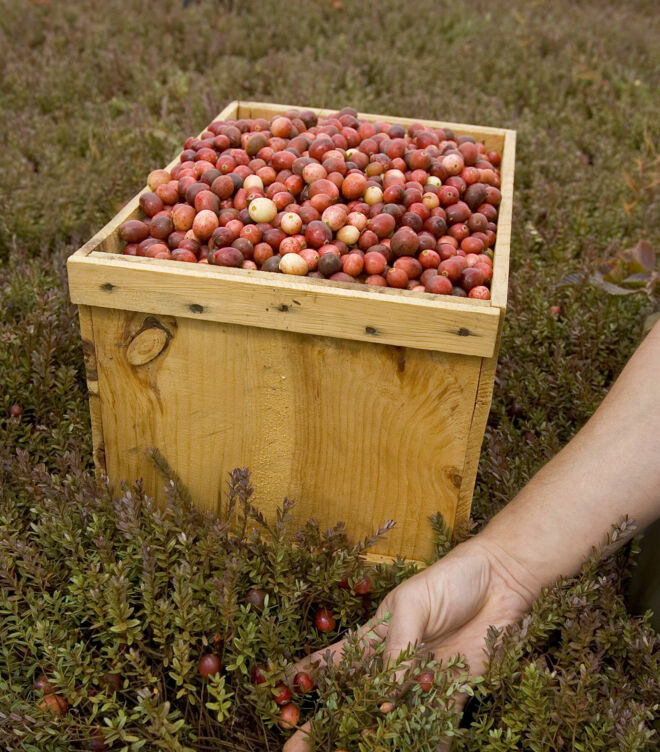 Trockenernte der Cranberries Trockenernte der Cranberries