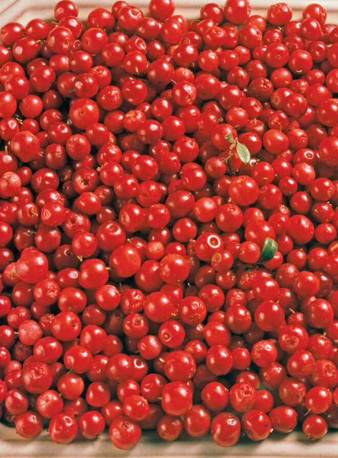 Preiselbeeren Warenkunde Preiselbeeren Warenkunde