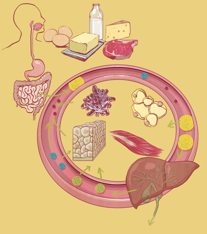 Cholesterin Kreislauf Cholesterin Kreislauf