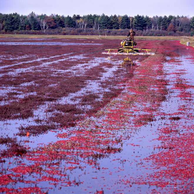 Nassernte der Cranberries Nassernte der Cranberries