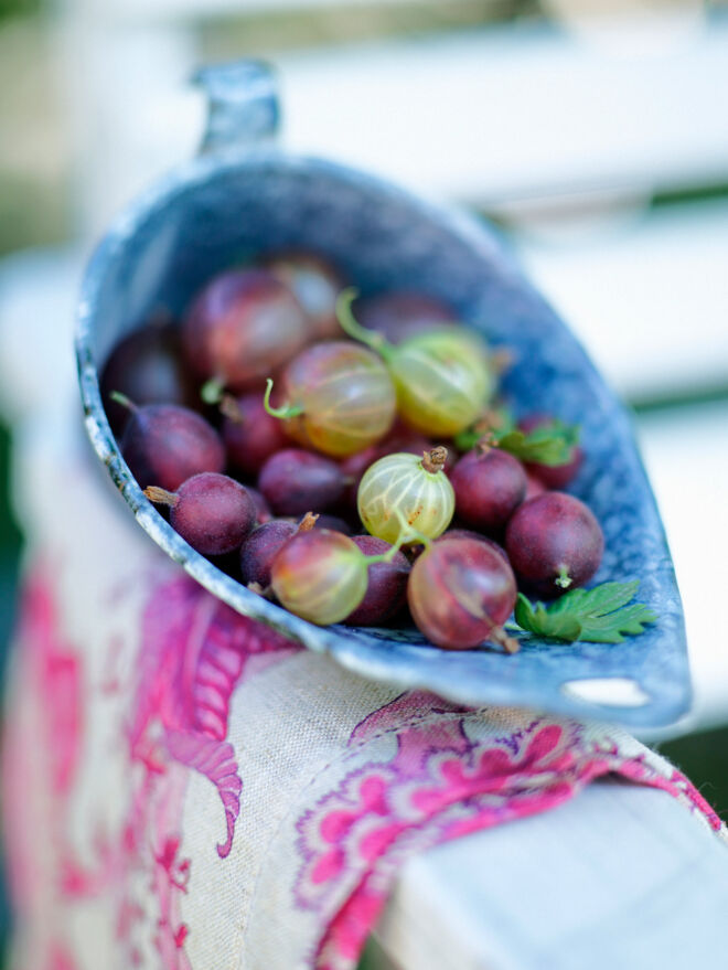 Sommerküche, Schälchen mit Stachelbeeren Stachelbeeren Unterseite Rezepte